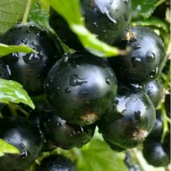 Смородина 'Консул' (Ribes nigrum L.)