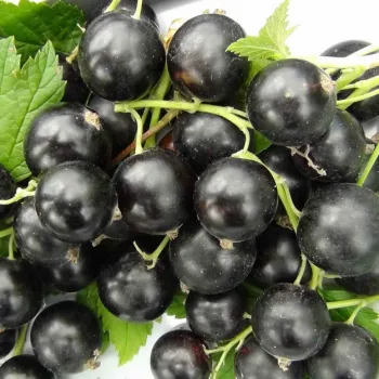 Смородина Лыбидь (Ribes nigrum L.)