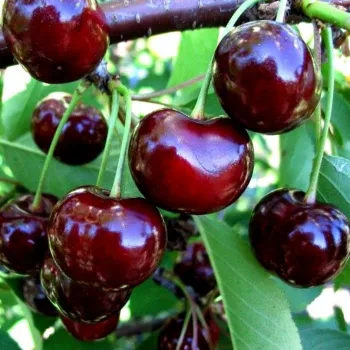 Вишня 'Ночка' (Cerasus 'Nochka')