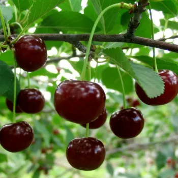 Вишня Шалунья (Prunus cerasus Mill.)