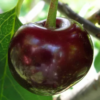 Вишня Встреча (Prunus cerasus Mill.)
