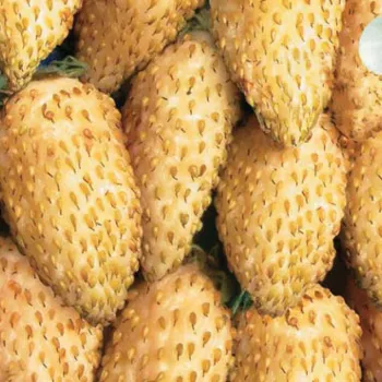 Земляника 'Желтое чудо' (Fragaria L.)