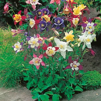 Аквілегія 'McKana Hybrids' (Aquilegia x hybrida 'McKana Hybrids')