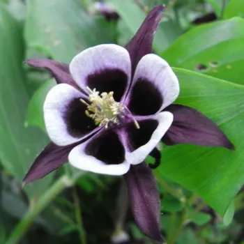 Аквілегія звичайна 'Вільям Гіннес' (Aquilegia vulgaris 'William Guiness')