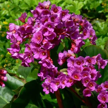 Бергенія / Бадан (Bergenia)
