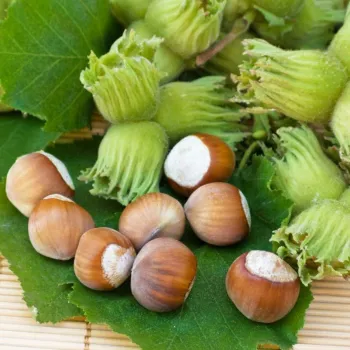 Фундук 'Святковый' (Corylus)