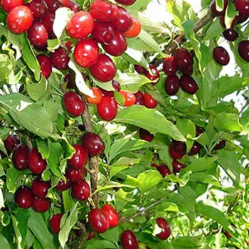 Кизил 'Владимирский' (Cornus mas)