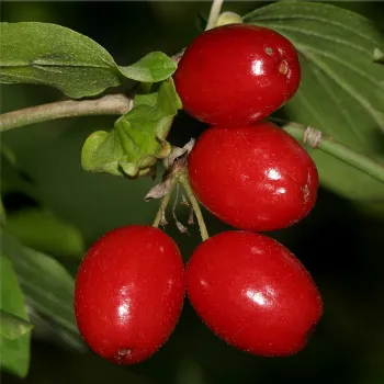 Кизил обыкновенный (Cornus mas)