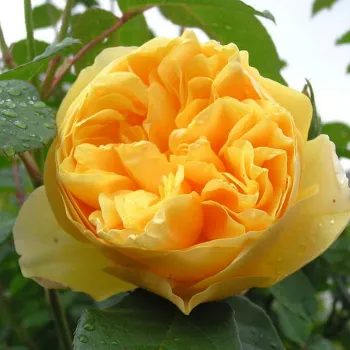 Роза 'Грехам Томас' (Rosa 'Graham Thomas')