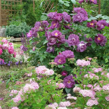 Роза 'Рапсодия ин Блу' (Rosa 'Rhapsody in Blue')