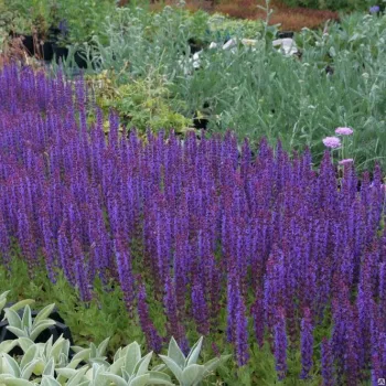 Шалфей дубравный 'Ostfriesland' (Salvia nemorosa 'Ostfriesland')
