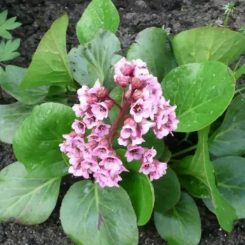 Бергенія (Бадан) серцелиста (Bergenia cordifolia)