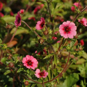 Лапчатка непальская 'Мисс Вильмонт' (Potentilla 'Miss Wollmoutt')