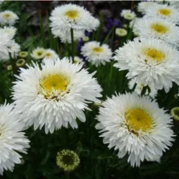 Ромашка (нивяник) 'Крейзи Дейзи' (Leucanthemum superbum 'Crazy Daisy')