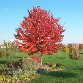 Клен красный 'Армстронг' (Acer rubrum 'Armstrong')