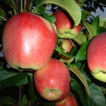 Яблоня 'Лигол' (Malus 'Ligol')