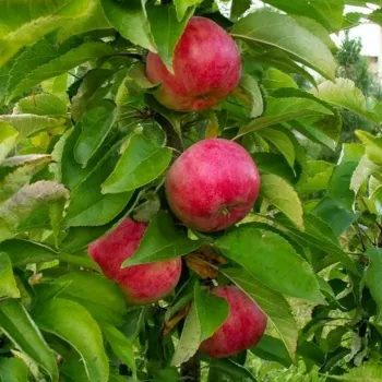 Яблоня колоновидная 'Арбат' (Malus 'Arbat')