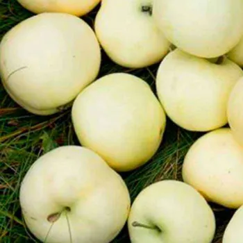 Яблоня колоновидная Белоснежка (Malus domestica Borkh.)