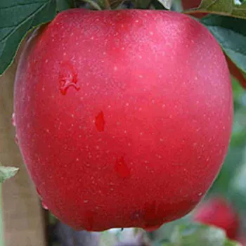 Яблоня 'Дельбар Жюбиле' (Malus 'Delbard Jubile')