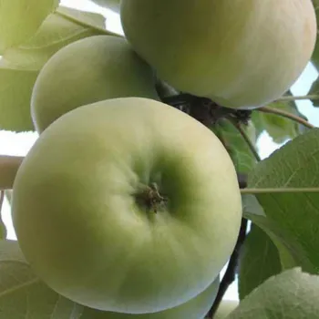 Яблоня 'Донешта' (Malus domestica 'Doneshta'')