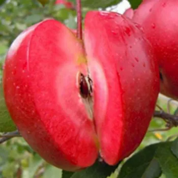 Яблоня 'Эра' (Malus 'Era')