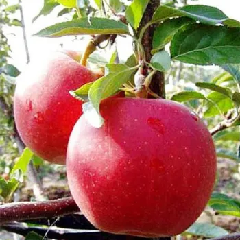 Яблоня 'Гала Маст' (Malus domestica Borkh.)