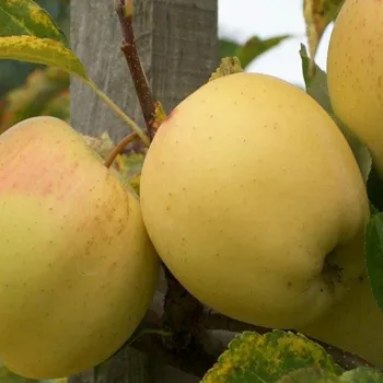 Яблоня 'Голд Раш' (Malus 'GoldRush')