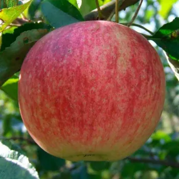 Яблоня 'Конфетное' (Malus domestica Borkh.)
