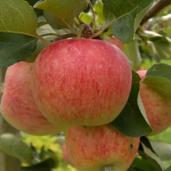 Яблоня 'Пирос' (Malus domestica 'Piros')