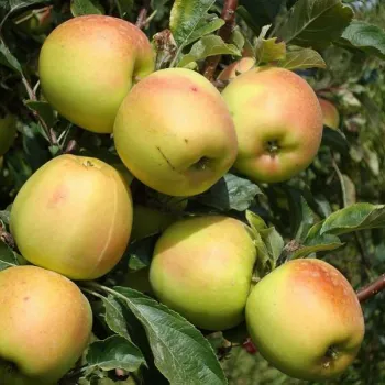 Яблоня 'Скифское Золото' (Malus domestica Borkh.)