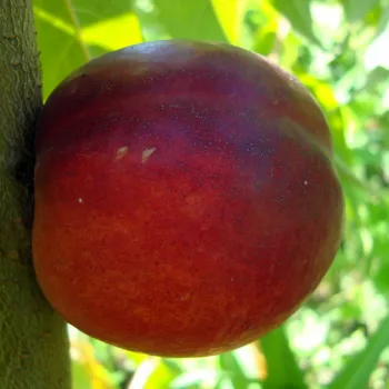 Нектарин 'Нектаред' (Prunus persica var. nucipersica 'Nektared')