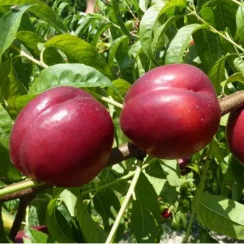 Нектарин 'Старк Ред Голд' (Prunus persica var. nucipersica 'Stark Redgold')