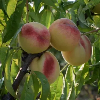 Персик 'Белый Лебедева' (Prunus persica 'Beluy Lebedeva')