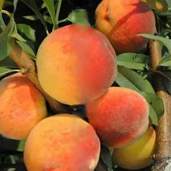Персик 'Вайн Голд' (Prunus persica 'Wine Gold')