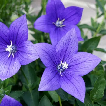 Платикодон 'Астра Блу' (Platycodon 'Astra Blue')
