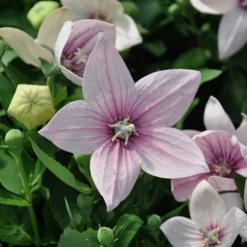 Платикодон 'Астра Пінк' (Platycodon 'Astra Pink')