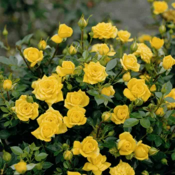 Роза миниатюрная 'Голд Беби' (Rosa 'Gold Baby')