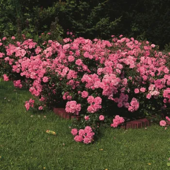 Роза почвопокровная 'Мирато' (Rosa 'Mirato')