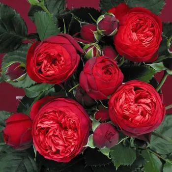 Роза чайно-гибридная 'Пиано' (Rosa Hybrid Tea 'Piano')