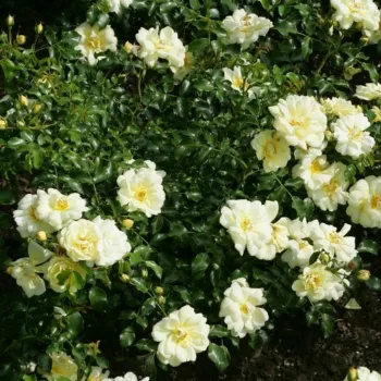 Роза почвопокровная 'Санни Роуз' (Rosa 'Sunny Rose')