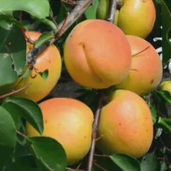 Абрикос 'Джумбо Кот' (Prunus armeniaca 'Jumbo Cot')