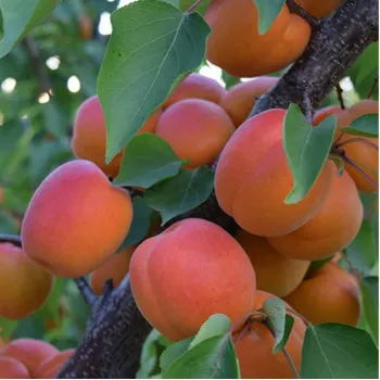 Абрикос 'Кіото' (Prunus armeniaca 'Kioto')