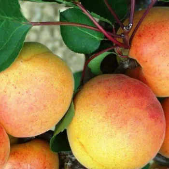 Абрикос 'Нью Джерсі Америка' (Prunus armeniaca 'New Jersey American')
