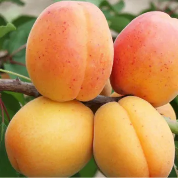 Абрикос 'Петропавлівський' (Prunus armeniaca L.)