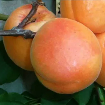 Абрикос 'Прімаріс' (Prunus armeniaca 'Primaris')