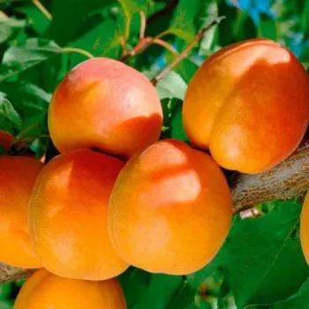 Абрикос 'Шедевр' (Prunus armeniaca 'Shedevr')