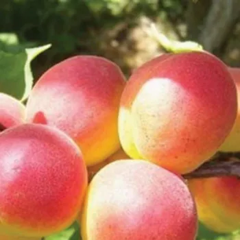 Абрикос 'Цар Бібер' (Prunus armeniaca L.)