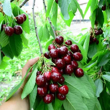 Черешня 'Прощальная' (Prunus avium 'Proshchalnaya')