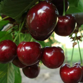 Черешня Саммит (Prunus avium L.)