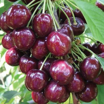Черешня Сэм (Prunus avium 'Sam')
